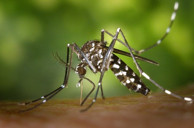 Diseases Mosquitoes Transmit - Asian Tiger Mosquito