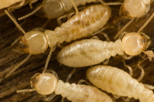 Worker Termites