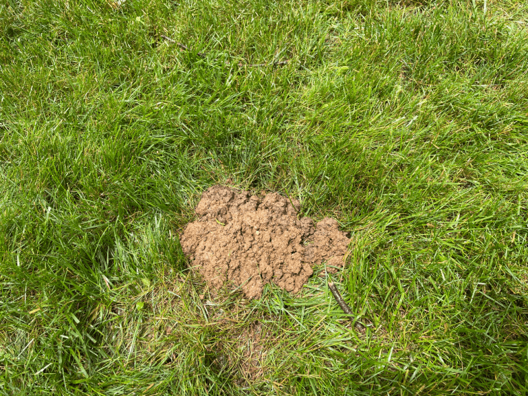 Mole Damage In Lawns: What to Look For - Flying Pig Pest Control