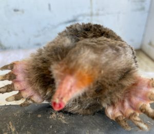 Moles - Paddle-like Feet