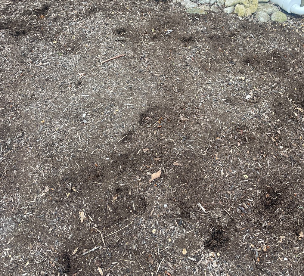 Holes in landscape bed