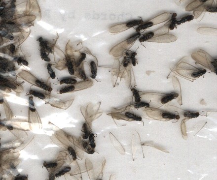 Termite Swarmers, or "Alates"